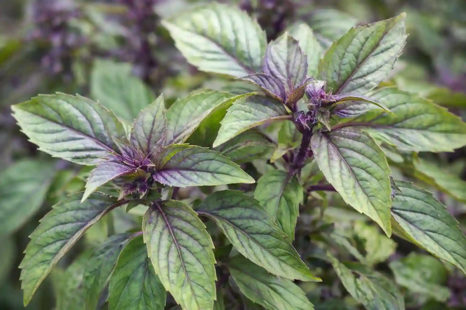 Close up of African blue basil leaves showing purple stems and green foliage